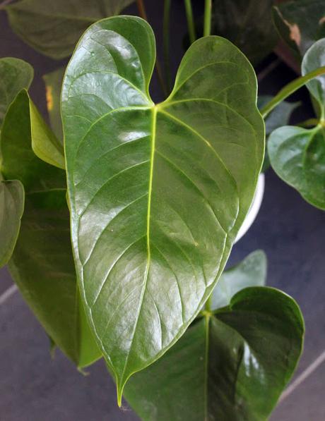 L'ANTHURIUM ROUGE LANGUE