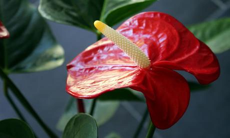 L'ANTHURIUM ROUGE LANGUE