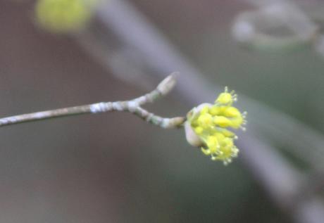 2 cornus mas veneux 23 fev 2017 002.jpg