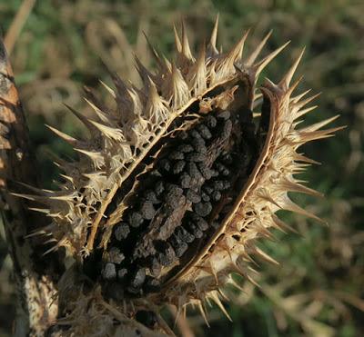 Datura officinal (Datura stramonium)