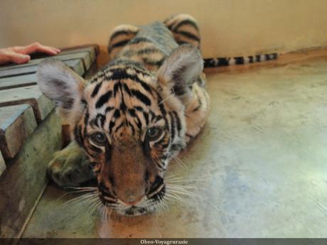 Le temple des tigres-zoo rouvre a Kanchanaburi