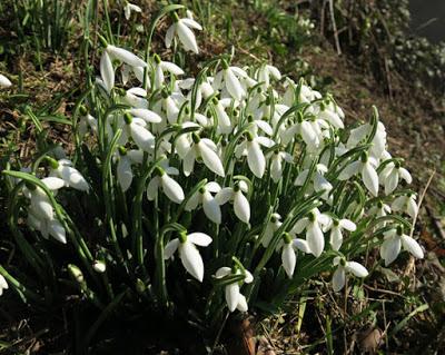 Perce-neige (Galanthus nivalis)