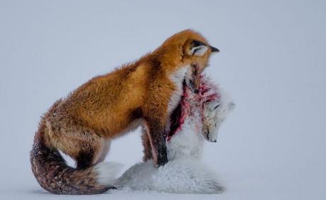 [Podcast #45] Photographier le renard polaire avec Philippe Garcia