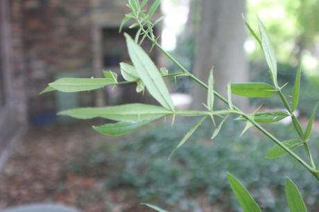2 zanthoxylum subtrifoliatum 20 août 2015 006.jpg