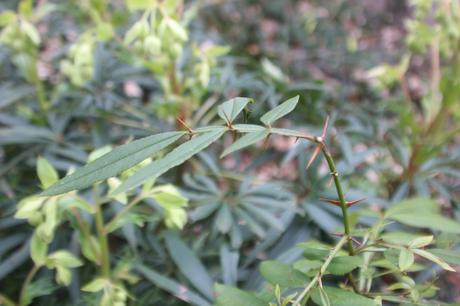 6 zanthoxylum subtrifoliatum veneux 26 fév 2017 002.jpg
