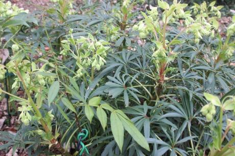 4 zanthoxylum subtrifoliatum veneux 26 fév 2017 004.jpg