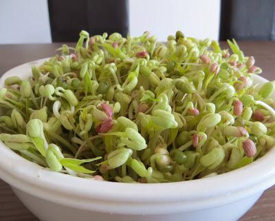 Les pousses de soja sont vraiment de soja ? Comment les faire pousser ?