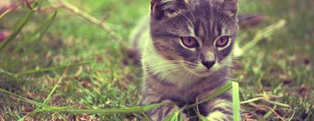 Herbe aux Chats : pourquoi les chats en sont fous ?
