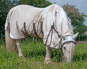 Pourquoi mon cheval se gratte ? Pourquoi mon cheval se gratte ?