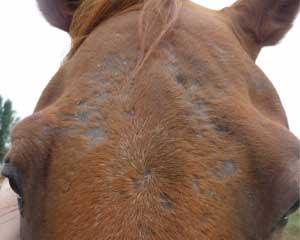 Pourquoi mon cheval se gratte ? poux cheval