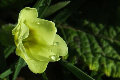 Primevère acaule (Primula vulgaris)