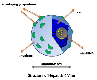 #thelancetgastroenterologyandhepatology #VHC #VIH #ledipasvir #sofosbuvir Ledipasvir-sofosbuvir sur une période de 6 semaines pour le traitement de l’infection aigue par le virus de génotype 1 ou 4 de l’hépatite C chez des patients co-infectés par le v...