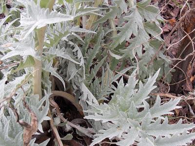 Au jardin, diviser pour mieux régner