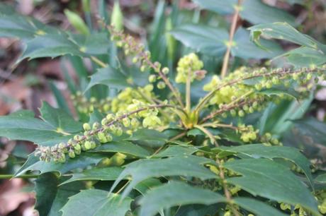 2 mahonia japonica veneux 3 mars 2017 IMG_2669 (2).jpg