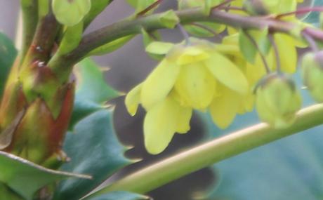 5 mahonia japonica fl veneux 3 mars 2017 IMG_2669 (3).jpg