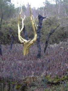 La forêt de Brocéliande- Entrez dans la légende