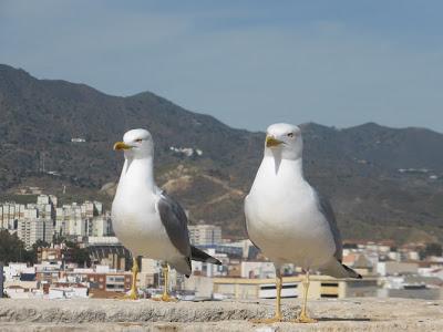 Se faire des sensations fortes à Malaga