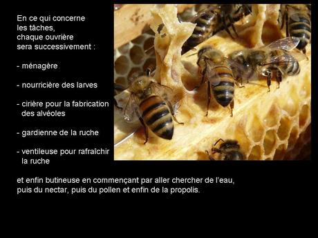 Divers - Les abeilles - 2 Divers - Les abeilles - 2