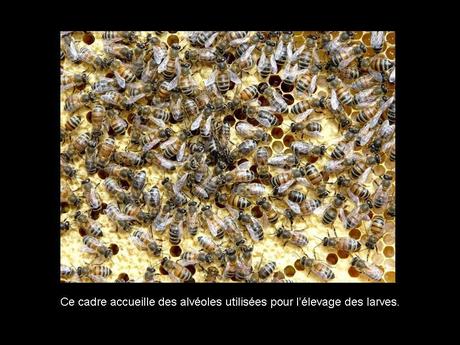 Divers - Les abeilles - 2 Divers - Les abeilles - 2