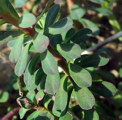 Euphorbe de Portland (Euphorbia portlandica)