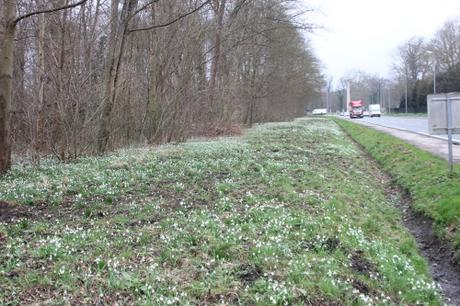 1 galanthus fontainebleau 10 mars 2017 IMG_2736.jpg