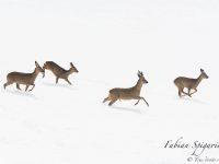 Après un long moment passé à gratter la neige à la recherche d'herbe, les chevreuils retournent s'abriter dans la forêt.