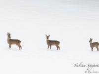 Rencontre avec un groupe de quatre chevreuils occupés à gratter la neige dans un champ des hauteurs du Val-de-Travers (Jura Suisse).