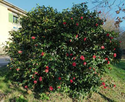 Camélia du Japon (Camellia japonica)