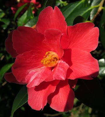 Camélia du Japon (Camellia japonica)
