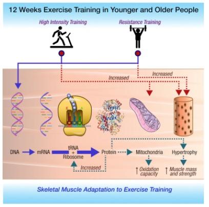L'EXERCICE intense par intervalles inverse les processus de vieillissement  – Cell Metabolism