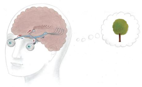 Voir avec le cerveau Voir avec le cerveau