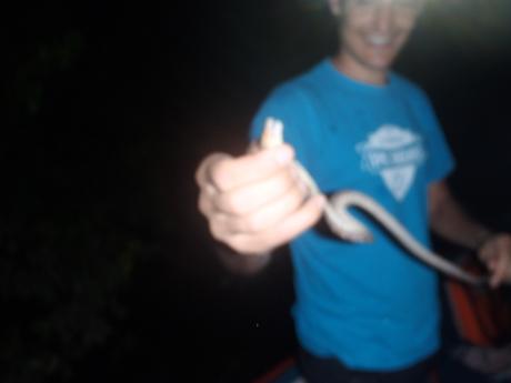 1 photo caïmen rouge, mon mari et son petit serpent, caïement noir