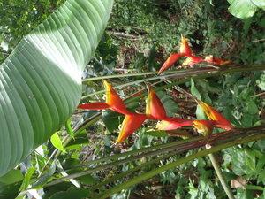 Les arbres de 40 à 50mètres de haut, une chauve souris, une fourmillière dans un arbre, les fleurs et les petites fourmis de Guyane