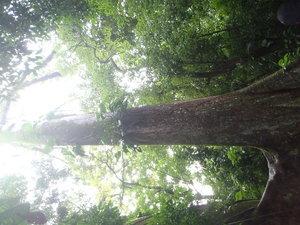 Les arbres de 40 à 50mètres de haut, une chauve souris, une fourmillière dans un arbre, les fleurs et les petites fourmis de Guyane