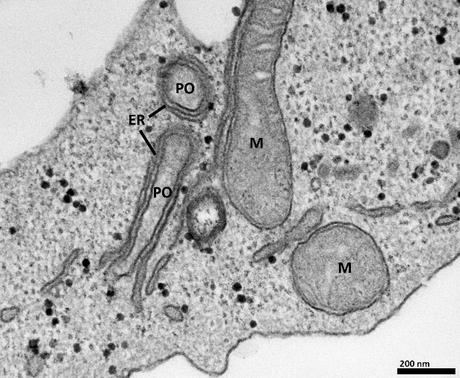 BIOLOGIE CELLULAIRE : Mais comment 2 organites coopèrent au sein de la cellule ?  – Journal of Cell Biology