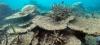 La Grande barrière de corail australienne menacée par les pesticides