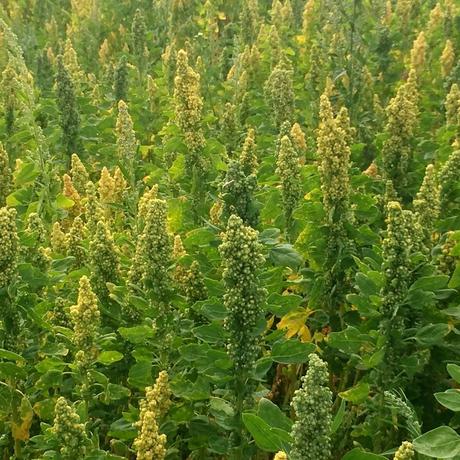 champ de quinoa champ de quinoa