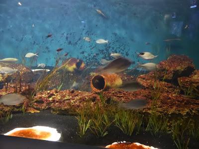 L'aquarium des Sables d'Olonne