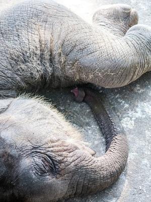 SOMMEIL : Pourquoi les éléphants ne dorment que 2 heures par nuit ? – PLoS ONE