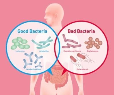 MICROBIOTE INTESTINAL : Il y a les bonnes et les mauvaises bactéries – MHICN