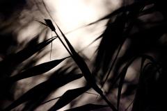 Le Cannibale de John Hawkes Photographie de Juan Asensio.jpg