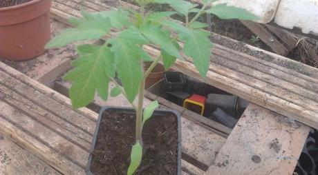 Acclimatez vos plants de légumes Acclimatez vos plants de légumes