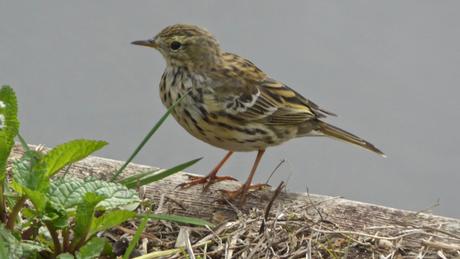 Des oiseaux dans la ville : mars 2017