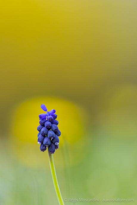 4 idées de photos nature expliquées pas à pas