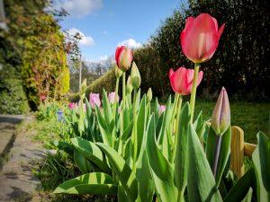 V’là le printemps ! Les tulipes sont sorties !