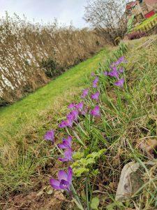V’là le printemps ! Les crocus sortent