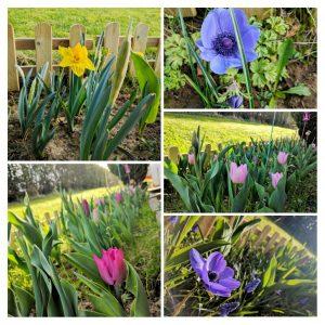 V’là le printemps ! ça pousse !