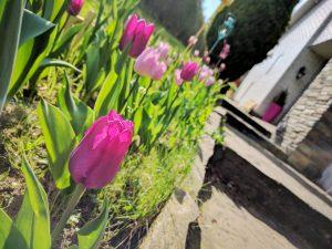 V’là le printemps ! Les tulipes sont sorties !