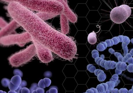 ANTIBIOTIQUES : De l'attaque du microbiote aux lésions précancéreuses – Gut