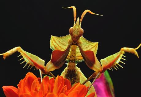 Chez les mantes religieuses, les mâles préfèrent les femelles bien en chair